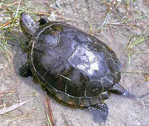 La Cistude, une espèce de tortues de la famille des Emydidae